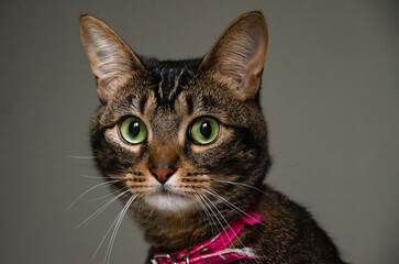Close-Up Portrait of an Alert Brown Tabby Cat with Green Eyes