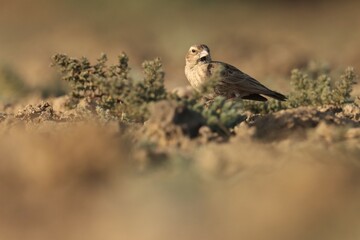 Lark standing on the ground. Bird background.