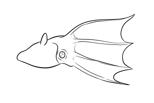 vampire squid digital drawing illustration isolated