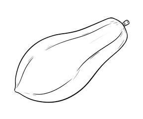 papaya digital drawing illustration isolated