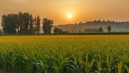 Obraz premium Golden Hour in the Millet Fields