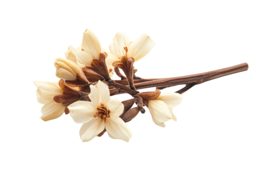 a branch of a flower with white flowers