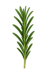 Fototapeta premium Rosemary Sprig: A vibrant, detailed close-up of a fresh sprig of rosemary. perfect for culinary, food, and natural health themes.
