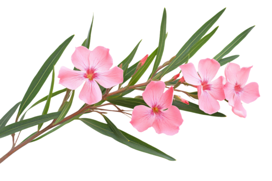 a pink flower with green leaves on a white background