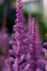 purple purple flowers close-up © Lena