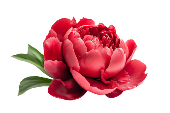 a red flower with green leaves on a white background