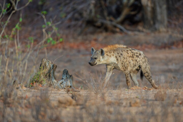 Hyena - On Safari in Kruger National Park - South Africa