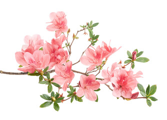 Pink Azaleas flowers with leaves, White flowers isolated on white background with clipping path