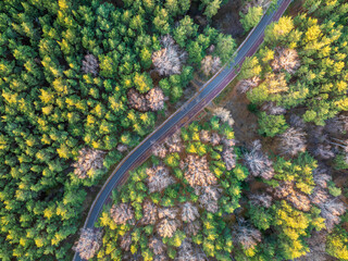 Aerial view of road in beautiful autumn forest at sunset. Beautiful landscape with empty rural road, trees with red and orange leaves.