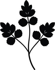 Oregano silhouette Vector