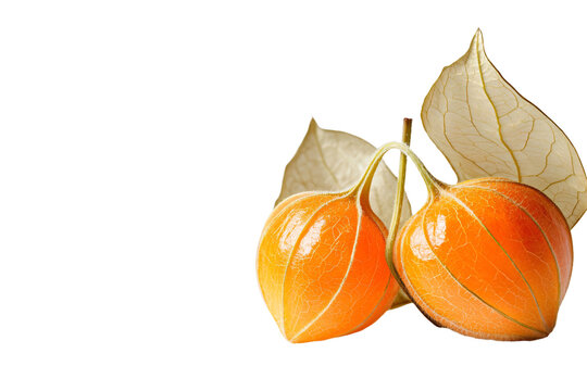 two orange fruits with leaves on a white background