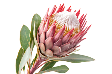 a flower with a white center and red petals