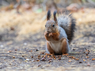 Squirrel in autumn hides nuts on the green grass with fallen yellow leaves