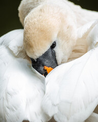 Mute swan closeup. Beautiful swan isolated
