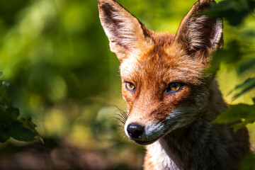 Red fox in the grass. Red fox vulpes
