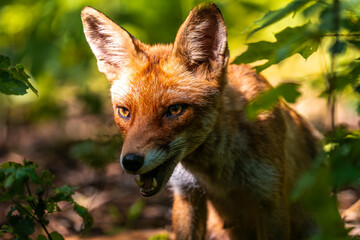 Red fox in the grass. Red fox vulpes