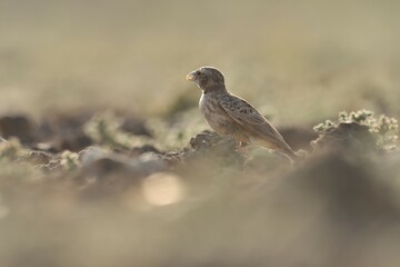 Lark standing on the ground. Bird background.