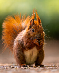 Red squirrel in the park eating a nut