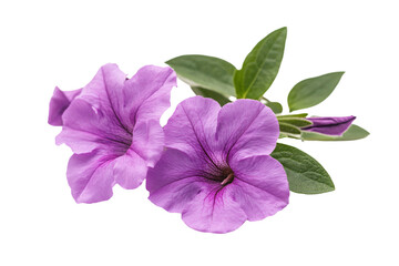 two purple flowers with green leaves on a white background