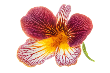 a flower with a yellow center and a purple center