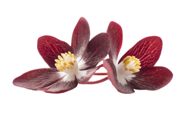 two red flowers with white centers on a white background
