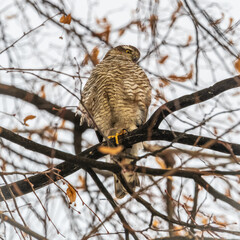 A Eurasian sparrowhawk perched on a branch of a tree outdoors.