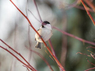 Cute bird the willow tit, song bird sitting on a branch without leaves in the winter.