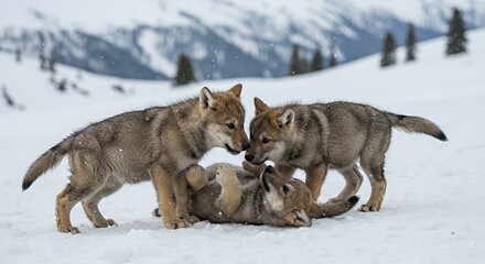 Obraz premium Three Wolf Pups Playing in Snowy Mountains