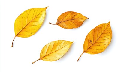 Four dried yellow leaves on white background