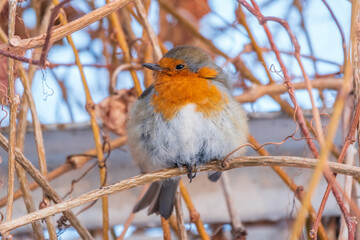 Cute bird the European Robin, Erithacus rubecula. sitting on the tree branch in winter.
