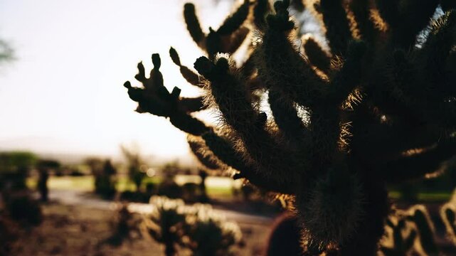 Golden sunlight illuminates a backlit cactus in the desert during sunrise