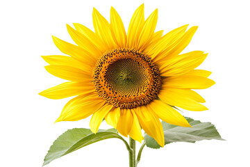 Obraz premium a sunflower with a white background and a green stem
