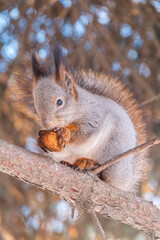 The squirrel with nut sits on tree in the winter or late autumn