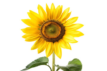 Obraz premium a sunflower with a stem and leaves