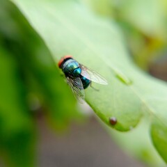 fly on a leaf in the morning