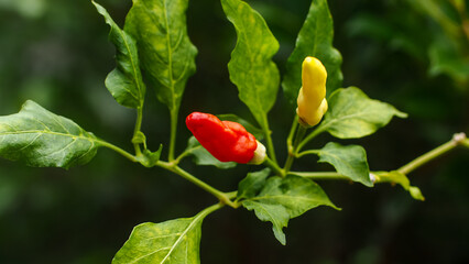 Close up view of two Fresh red and green chillies growing in the vegetable garden, ready to be...