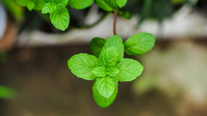 close-up of green fresh mint leaves, peppermint or spearmint in natural light.  Green leaf texture close up, pattern of green mint leaves, top view. Freshness organic, blurred background.