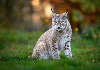 Eurasian lynx ( Lynx lynx ) close up