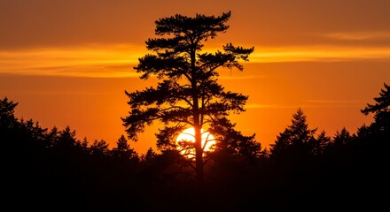 Sunset Tree Silhouette in Forest - Majestic pine tree silhouetted against a vibrant orange sunset, symbolizing nature, tranquility, peace, serenity, and the cycle of life