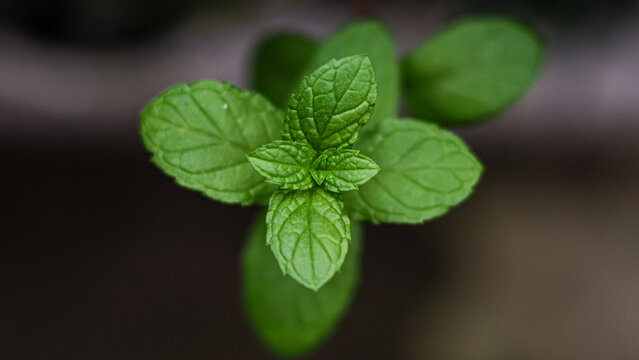 close-up of green fresh mint leaves, peppermint or spearmint in natural light.  Green leaf texture close up, pattern of green mint leaves, top view. Freshness organic, blurred background.