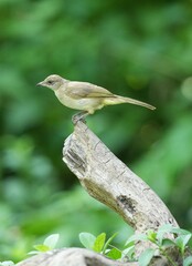 The Bar-Eared Bulbul lives naturally in the forests of Thailand.