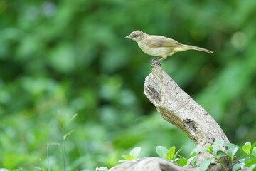 The Bar-Eared Bulbul lives naturally in the forests of Thailand.