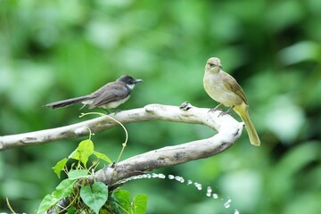 The Bar-Eared Bulbul lives naturally in the forests of Thailand.