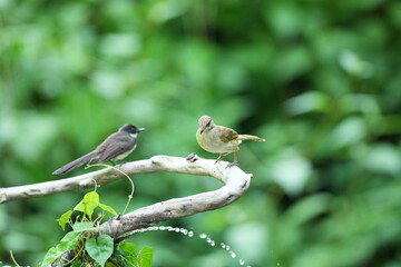 Fototapeta premium The Bar-Eared Bulbul lives naturally in the forests of Thailand.