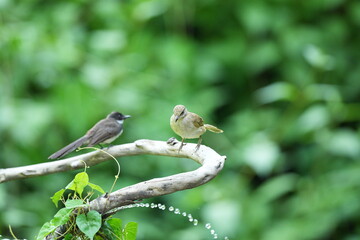 The Bar-Eared Bulbul lives naturally in the forests of Thailand.