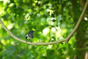 The magpie lives naturally in the forests of Thailand.