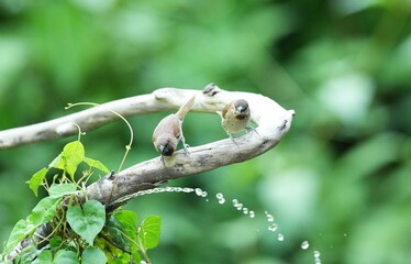 The Black-throated Bushtit lives naturally in the forests of Thailand.
