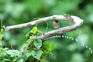 The Black-throated Bushtit lives naturally in the forests of Thailand.