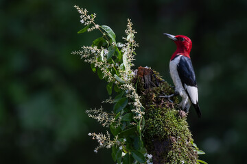 Red-headed Woodpecke