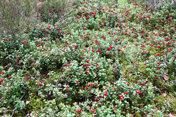 Autumn day in the forest. Among a heather there is a small glade of a continuous bush of cowberry. Bright red-claret berries are well visible among green glossy leaves.
